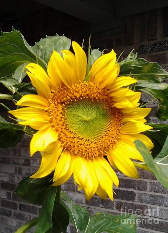 Giant Sunflower Poster featuring the photograph Sunflower by Susan Williams