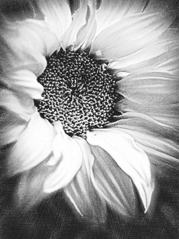 Daisy Poster featuring the painting Sunflower White And Black by Tony Rubino