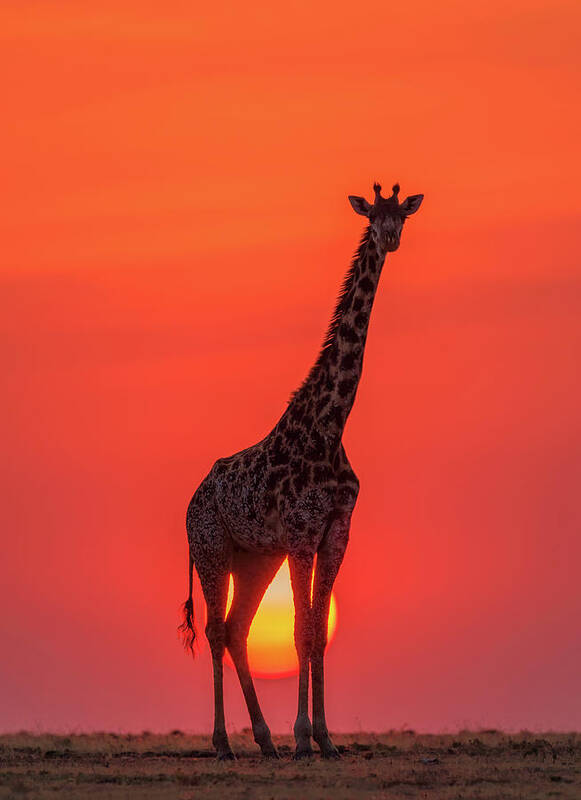 Sunset Poster featuring the photograph Sunset Giraffe by Henry Zhao