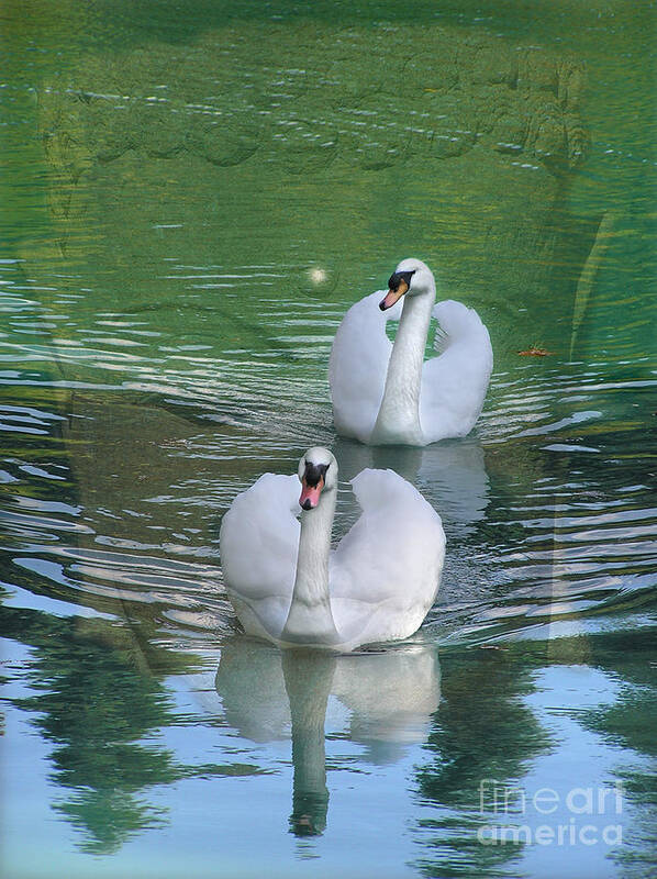 Swan Poster featuring the digital art Swans with Buddha by Valerie Freeman