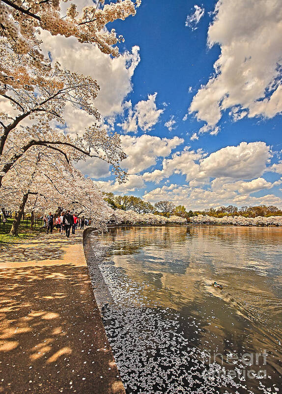 Tidal Basin Poster featuring the photograph The Bright Afternoon Light In Spring by SCB Captures