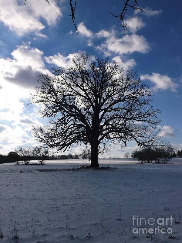 Oak Tree Poster featuring the photograph The Grand Tree Season Winter by Gerald Strine
