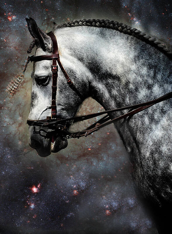 Horse Poster featuring the photograph The Horse Among the Stars by Jenny Rainbow