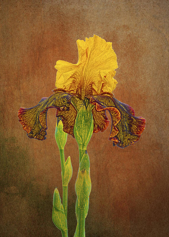 Iris Poster featuring the photograph The Kings Prize Iris by Michael Peychich