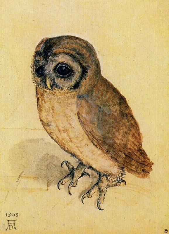 Owl Poster featuring the painting The Little Owl by Albrecht Durer