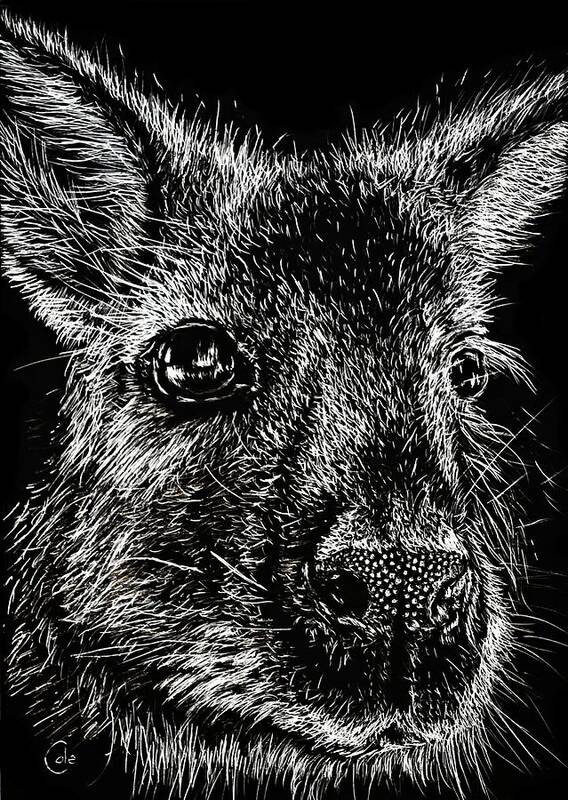 Wallaby Poster featuring the drawing The Wallaby by Nathan Cole