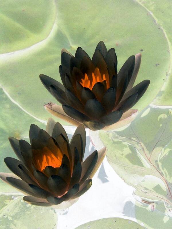 Water Lilies Poster featuring the photograph The Water Lilies Collection - PhotoPower 1046 by Pamela Critchlow