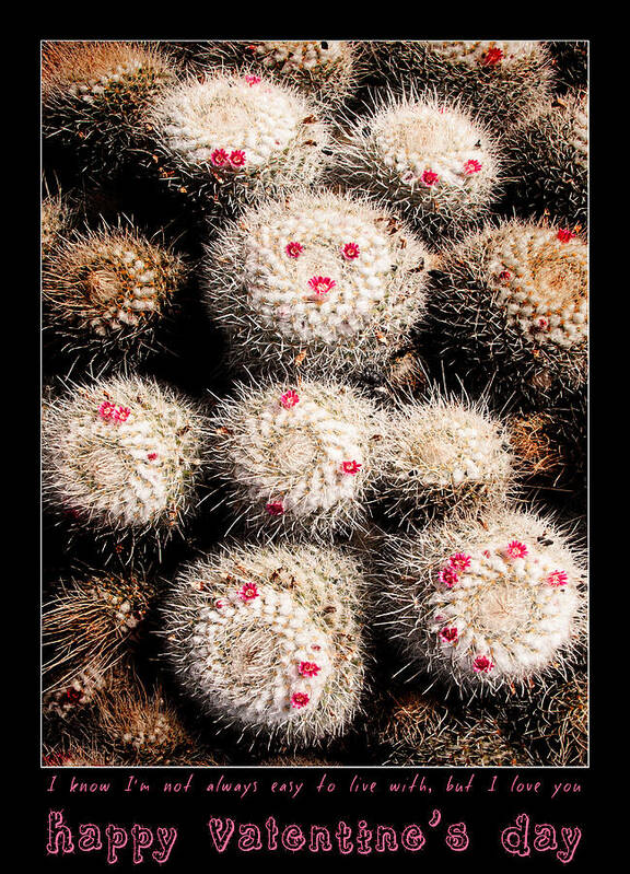 Valentine Poster featuring the photograph Thorny Valentine by Weston Westmoreland