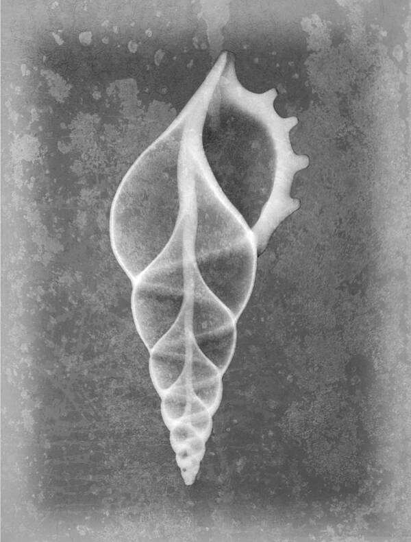 X-ray Art Poster featuring the photograph Tibia Sea Shell X-ray Art by Roy Livingston