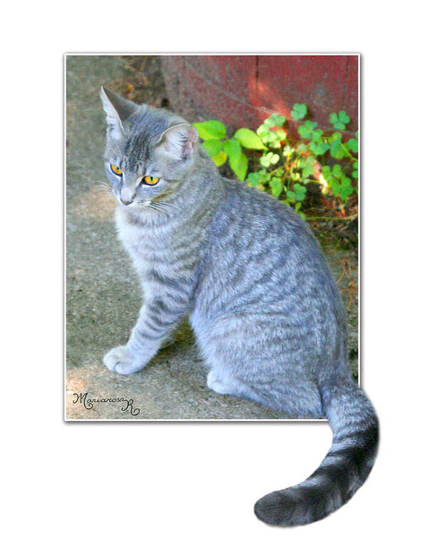 Nature Poster featuring the photograph Tiger Posing by Mariarosa Rockefeller