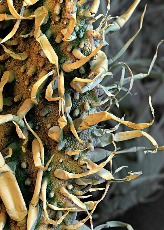 Nicotiana Tabacum Poster featuring the photograph Tobacco Leaf Trichomes by Stefan Diller