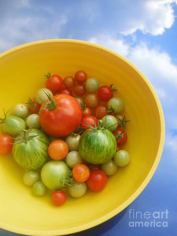 Tomato Poster featuring the photograph Tomatoes 2 by Paddy Shaffer