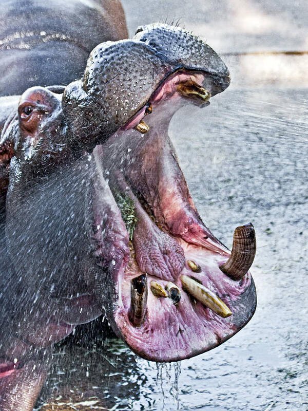 #hippo Poster featuring the photograph Toothbrush please by Miroslava Jurcik