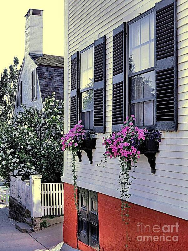 Trailing Petunias Poster featuring the photograph Trailing Petunias by Janice Drew