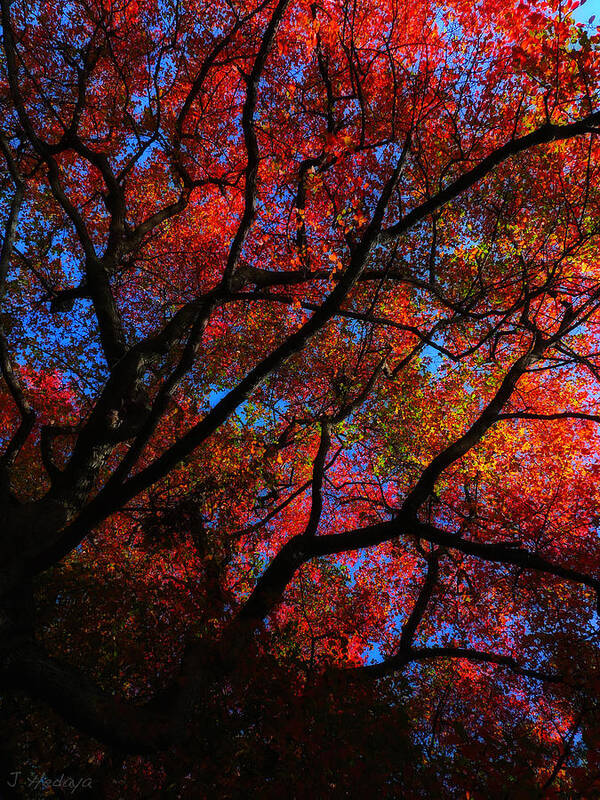Tree Poster featuring the photograph Tree Color Blast by Joseph Hedaya