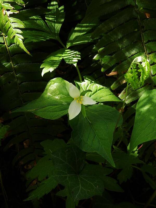 Flowers Poster featuring the photograph Trillium and Shadows by Charles Lucas