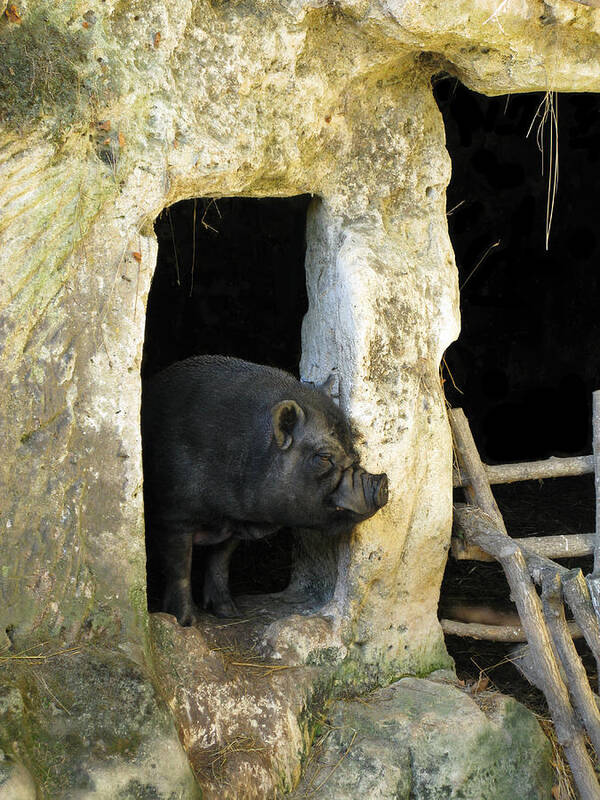 Troglodyte Pig Poster featuring the photograph Troglodyte Pig by Randi Kuhne