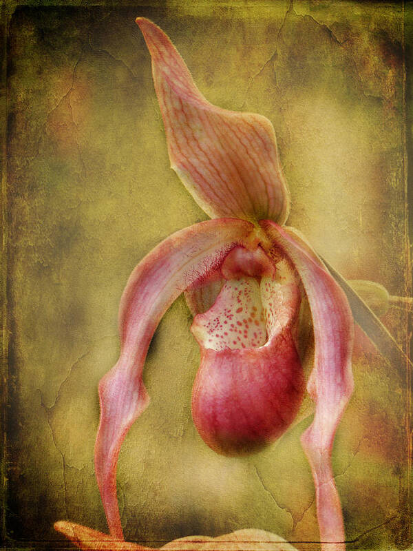 Orchid Poster featuring the photograph Tropical Enchantment by Blair Wainman
