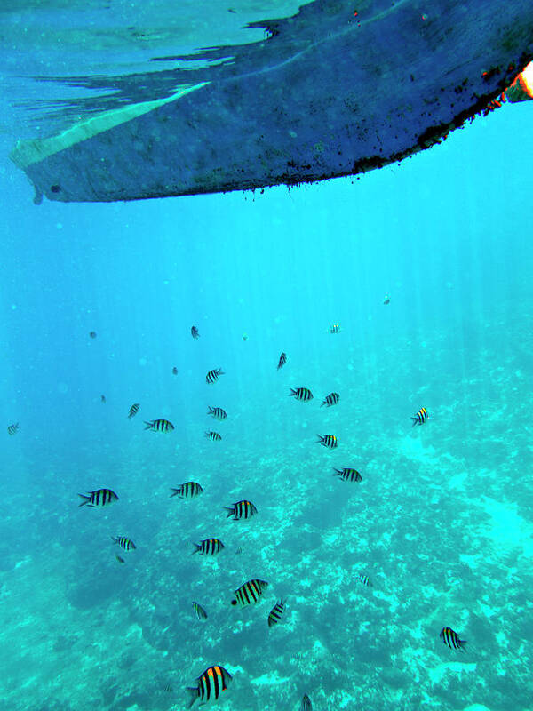 Underwater Poster featuring the photograph Tropical Fish by John Seaton Callahan