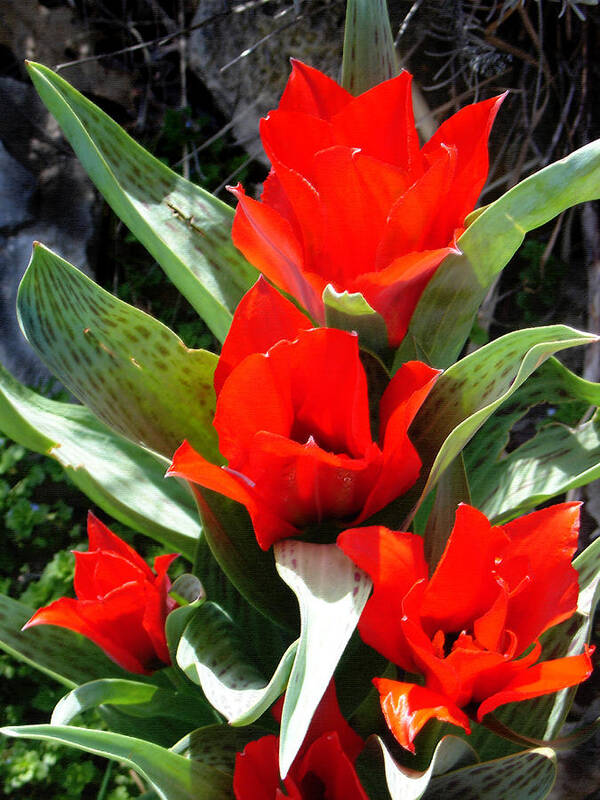 Tulips Poster featuring the photograph Tulip Flame by Steve Karol
