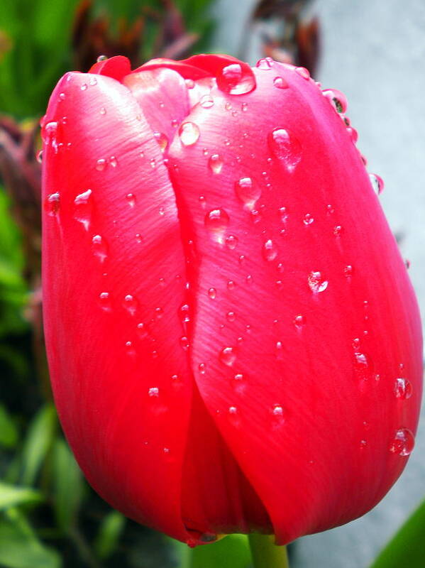 Coletteguggenheim Poster featuring the photograph Tulip flower Rain Drops by Colette V Hera Guggenheim