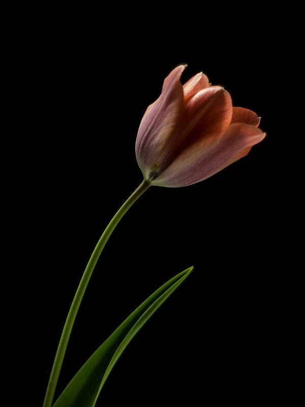 Still Life Poster featuring the photograph Tulip in quiet Light by Ron Roberts