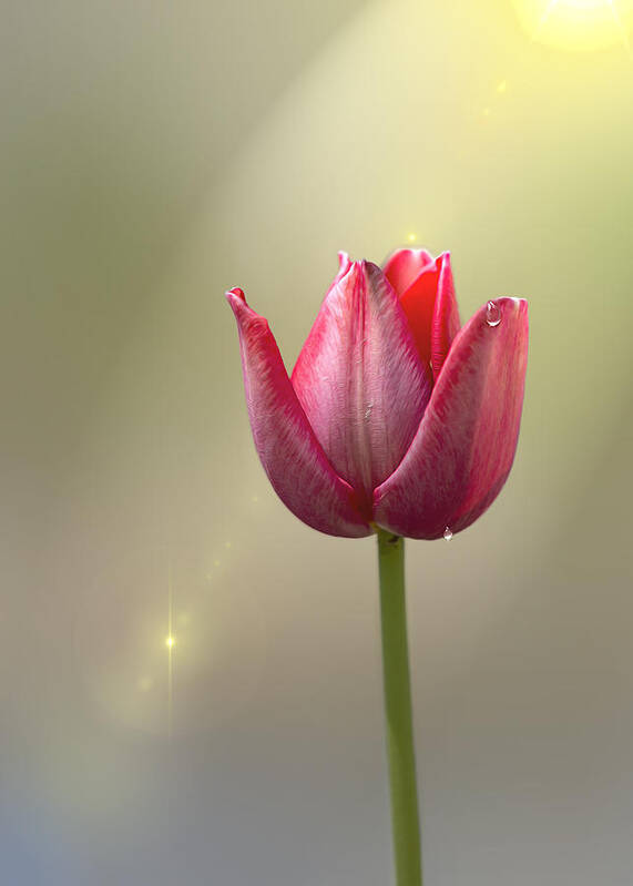 Petals Poster featuring the photograph Tulip Stands Alone by Bill and Linda Tiepelman