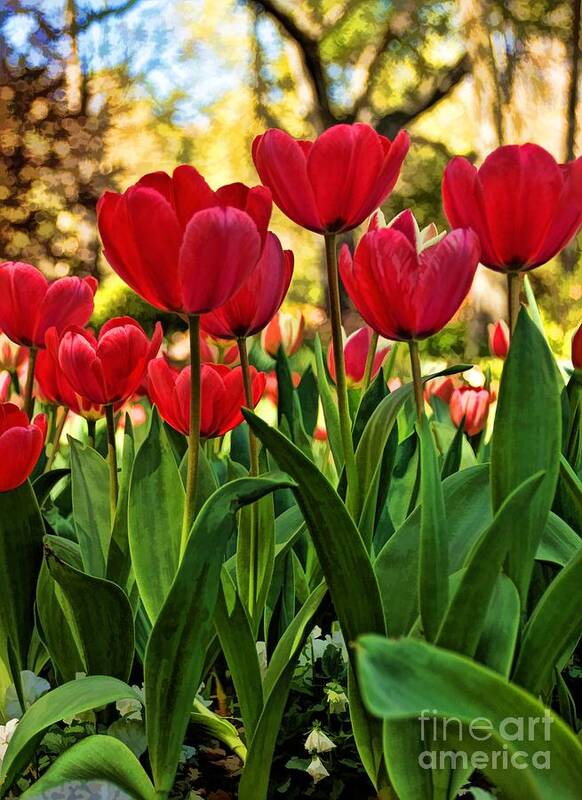 Tulips Poster featuring the photograph Tulip Time by Peggy Hughes