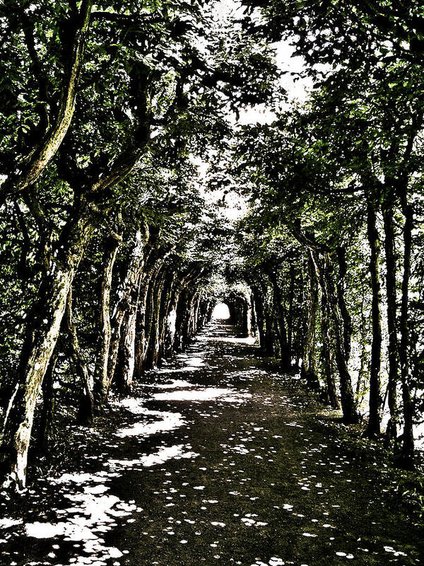 Europe Poster featuring the photograph Tunnel of Trees ... by Juergen Weiss
