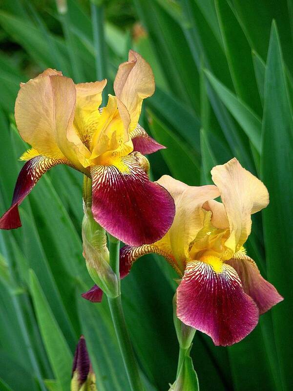 Fine Art Poster featuring the photograph Two Iris by Rodney Lee Williams