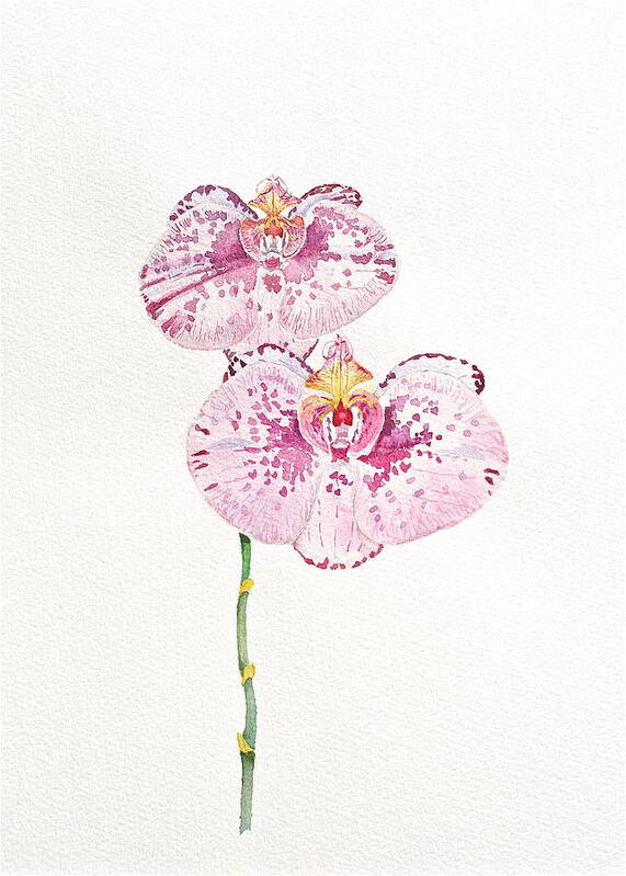 Orchid Poster featuring the painting Two Orchids by Michele Myers