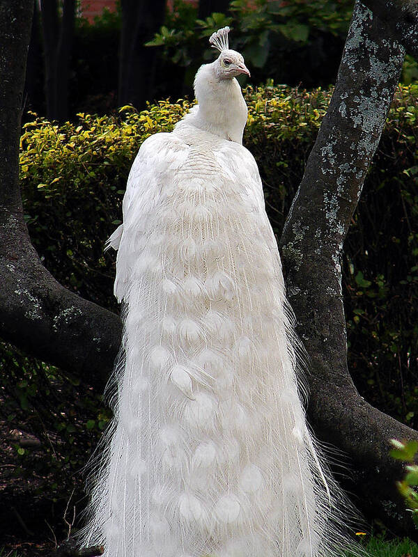 Peacock Poster featuring the photograph Vanity by Blair Wainman