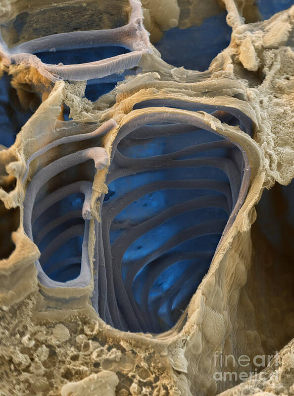 Science Poster featuring the photograph Vascular Bundles Sem by Eye of Science