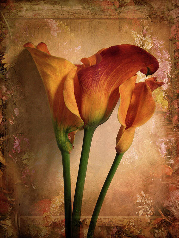 Flower Poster featuring the photograph Vintage Calla Lily by Jessica Jenney