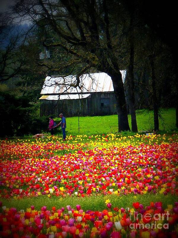 Scenic Landscape Poster featuring the photograph Walking Through Tulips by Susan Garren