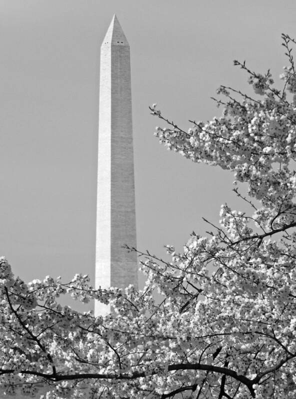 Washington Monument Photographs Poster featuring the photograph Washington Monument Amidst the Cherry Blossoms by Emmy Vickers