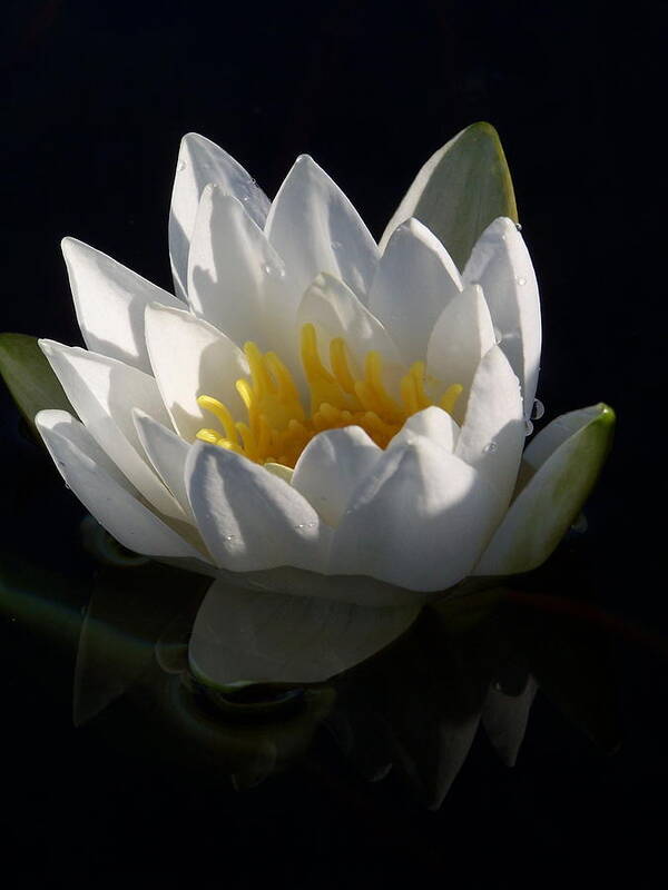 Water Lily Poster featuring the photograph Water Lily Black and White by Forest Floor Photography