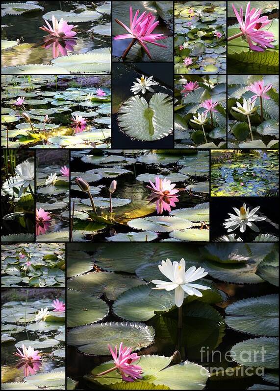 Water Lilies Poster featuring the photograph Water Lily Pond Collage 2 by Carol Groenen