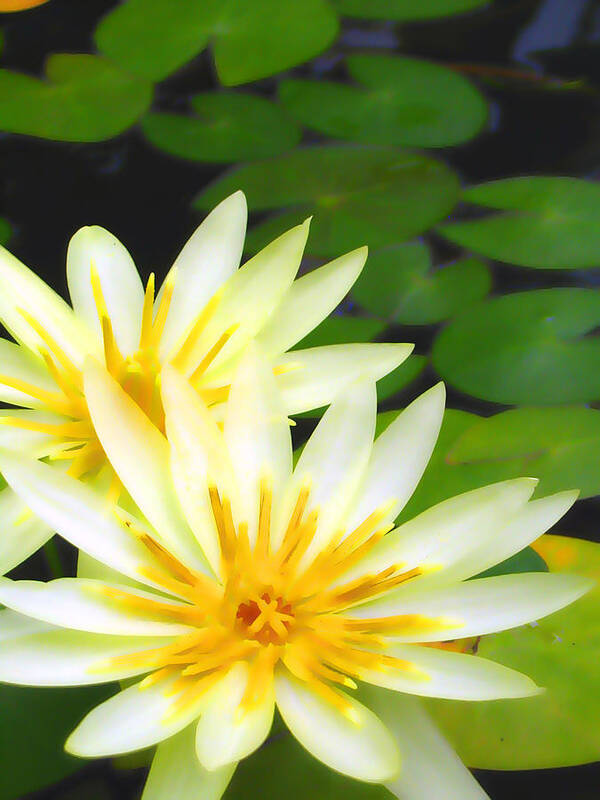 Cheerful Poster featuring the photograph Waterlilies in pond by Amber Nissen