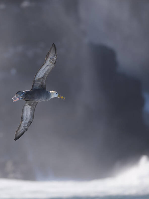 Freedom Poster featuring the photograph Waved albatross in flight by Richard Berry