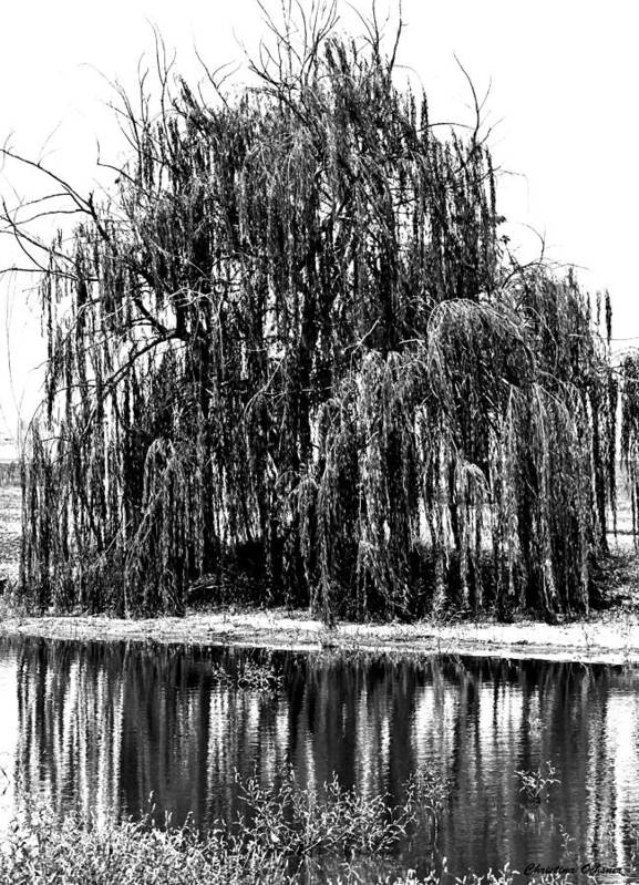 Weeping Willow Poster featuring the photograph Weeping willow by Christina Ochsner