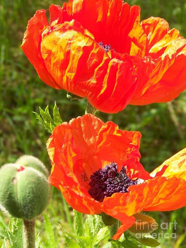Poppies Poster featuring the photograph Welcome Back by Jackie Mueller-Jones