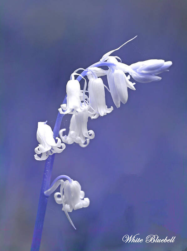 Bluebell Poster featuring the photograph White Bluebell by David Birchall