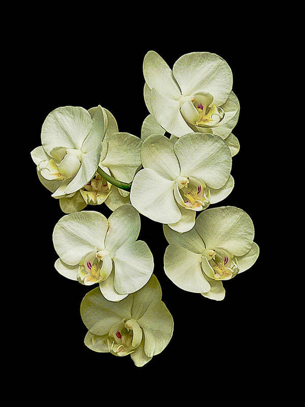 Orchid Poster featuring the photograph White orchids on Black by Bill Barber