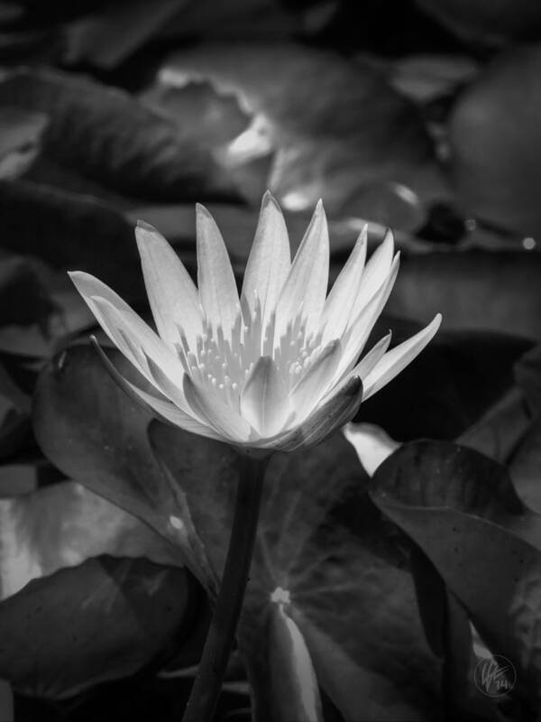 Water Lilies Poster featuring the photograph White Water Lily 001 BW by Lance Vaughn