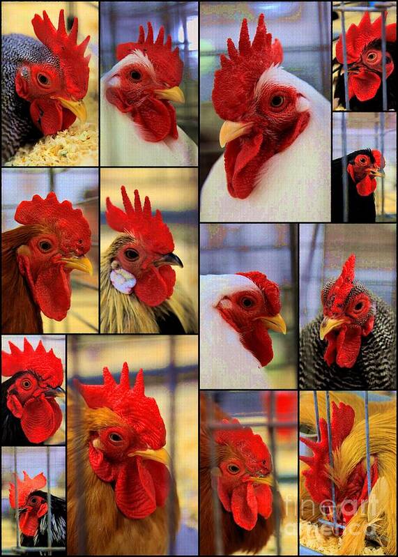 Roosters Poster featuring the photograph Whole lot of Clucking Going On by Rick Rauzi