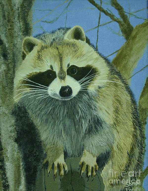 Baby Raccoon Poster featuring the painting Who's looking at Who by Margaret Sarah Pardy