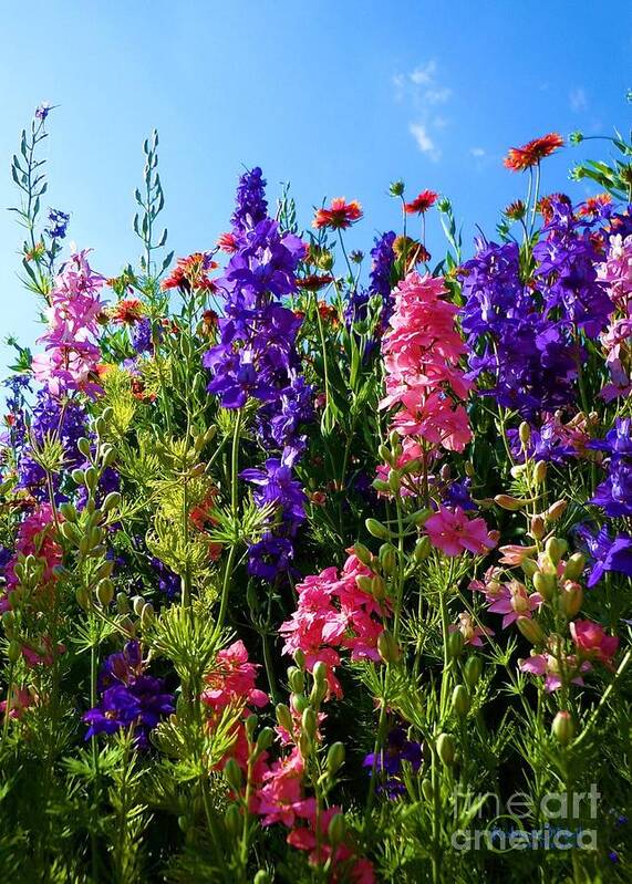 Wildflowers Poster featuring the photograph Wildflowers #14 by Robert ONeil