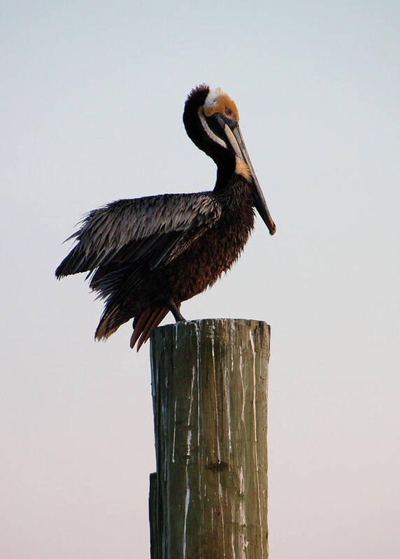 Brown Pelican Poster featuring the photograph Will This Pose Do by Suzanne Gaff