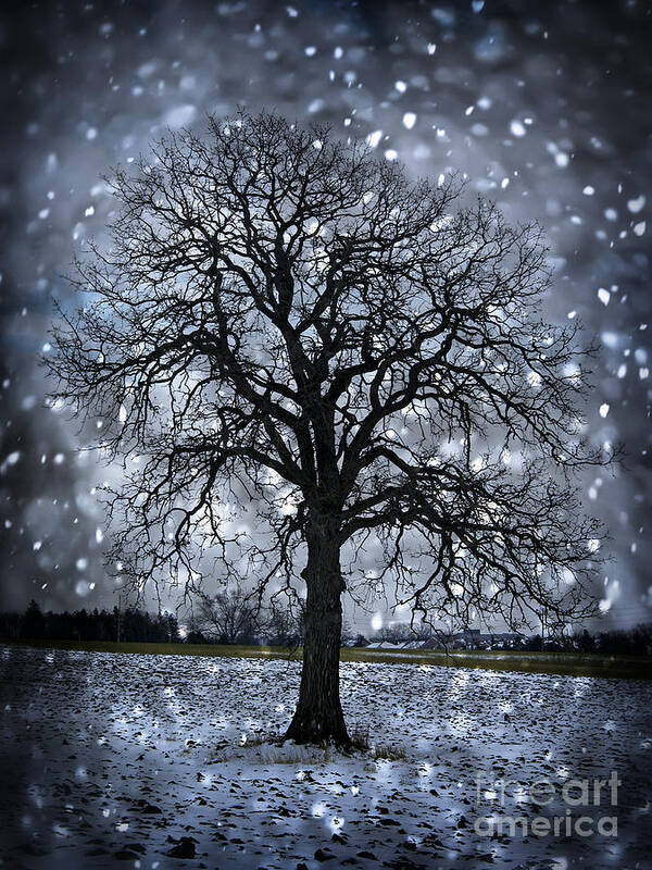 Lonely Poster featuring the photograph Winter tree in snowfall by Elena Elisseeva